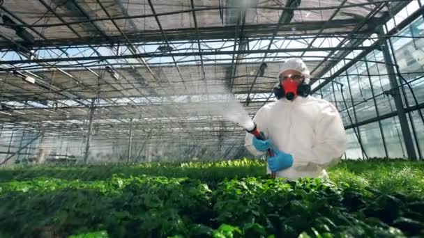 Green plants are getting chemically fertilized by the scientist — Stock Video