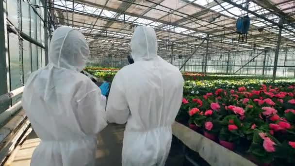 Two agronomists are walking along the greenery in a backside view — Stock Video