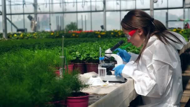 Científica femenina está trabajando con un microscopio durante la investigación de plantas — Vídeos de Stock