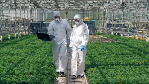 Movimiento lento de dos agrónomos caminando por las plantas — Vídeo de stock