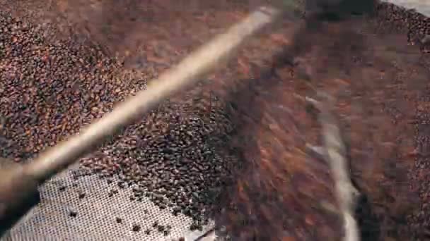 Graines de café brunes torréfiées dans une machine de travail à une usine . — Video