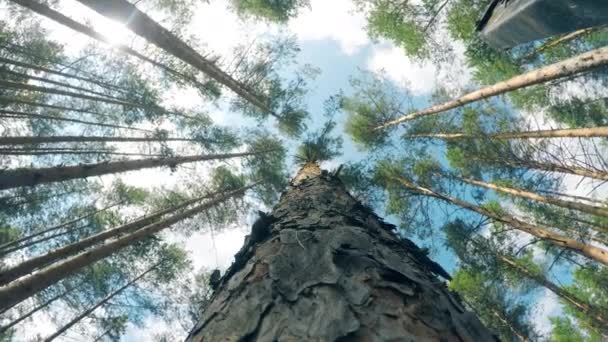 Vista inferior de un pino cayendo al suelo — Vídeos de Stock
