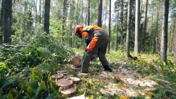 Lumberman está cortando árboles en el bosque — Vídeos de Stock