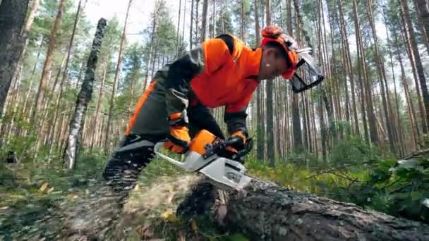 Woodworker używa piły łańcuchowej do cięcia drzewa — Wideo stockowe