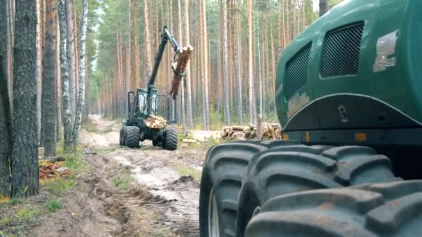 Orman hasat makinesi kesilen kerestenin yerini değiştiriyor — Stok video