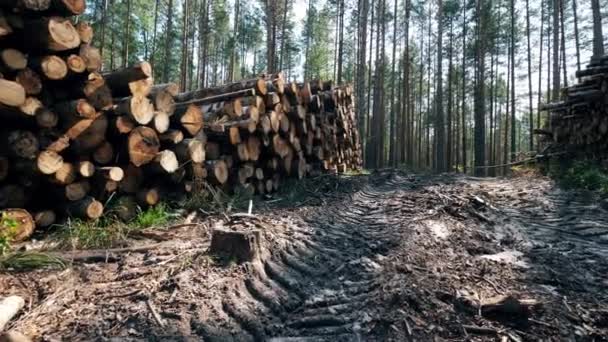 Bos met gekapt hout en een traject — Stockvideo