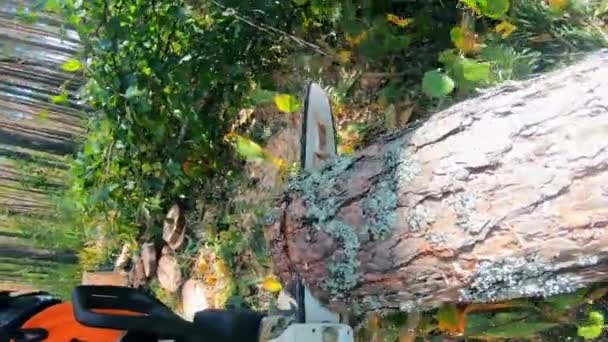 La motosierra está cortando un tronco de árbol en el bosque — Vídeos de Stock