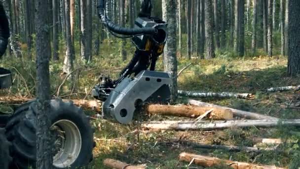 A fafeldolgozó gép kivágott fenyőfát fűrészel — Stock videók
