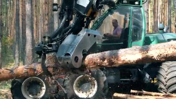 Industrial mechanism is cutting a tree trunk — Stock Video