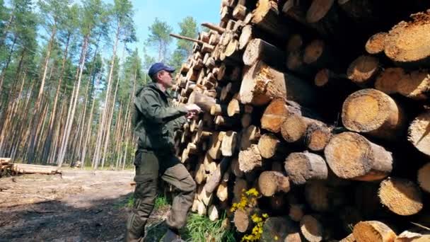Работник мужского пола измеряет срубленную древесину — стоковое видео