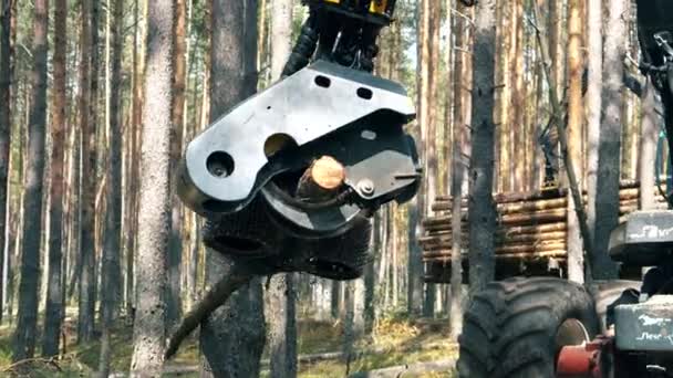 La máquina industrial está transportando un árbol talado y cortándolo — Vídeo de stock