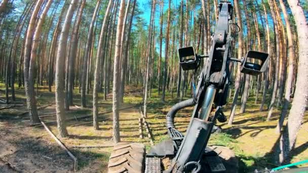 Kereste hasat makinesi kesilen ağaçları kesiyor — Stok video