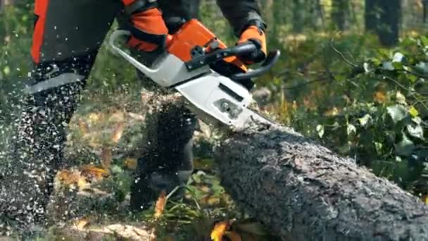 Tree trunk is getting sawn by lumberjack — Stock Video