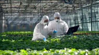 İki botanikçi bir cam evde çalışıyor, bitkileri kontrol etmek..