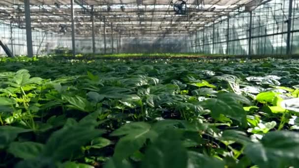 Plantas verdes creciendo en macetas en un invernadero . — Vídeos de Stock