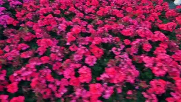 많은 꽃들이 온실 안에서 줄지어 자랍니다.. — 비디오