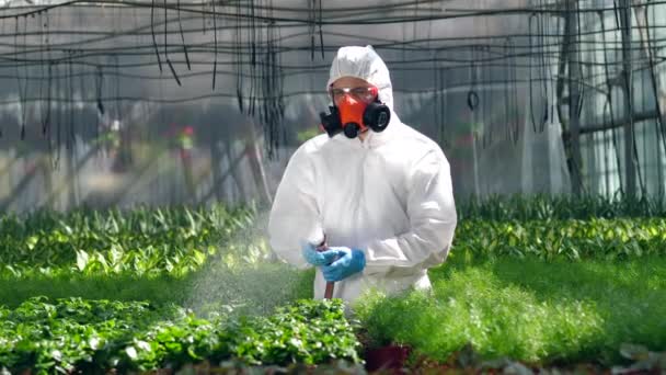 Trabajador de invernadero riega plantas en macetas . — Vídeos de Stock