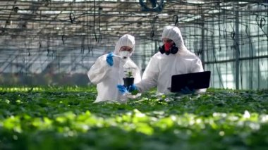 İnsanlar bir cam evde çalışıyor, bitkilerin tenceresine sıvı döküyorlar. Genetik modifikasyon gıda kavramı.