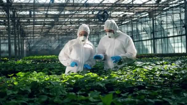 Biólogos olham para plantas em vasos em uma estufa . — Vídeo de Stock