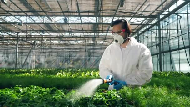 L'homme arrose les plantes en pot avec un tuyau dans une serre . — Video