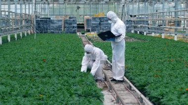 İki botanikçi cam evde ki saksılarda ki bitkileri kontrol ediyor. Kimyager böcek ilaçları enjekte.