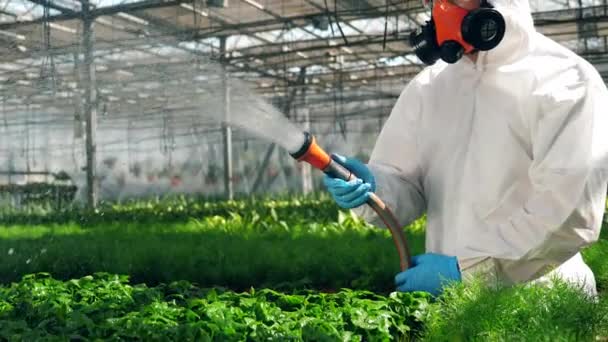 Bioloog in uniforme wateren groeiende planten in een kas. Genetische modificatie Food concept. — Stockvideo