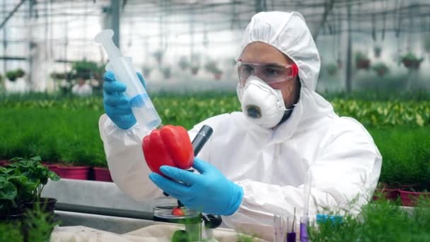 Un botánico inyecta líquido en un pimiento con una jeringa. Modificación genética concepto alimentario . — Vídeo de stock