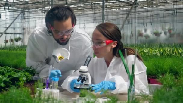 Biologer arbetar i ett växthus, med hjälp av ett Mikroskop. — Stockvideo