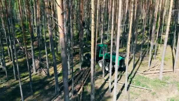 Transformação de troncos de pinheiro na posse da colheitadeira — Vídeo de Stock