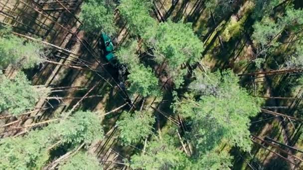 Blick von oben auf einen Kiefernwald, der geerntet wird — Stockvideo