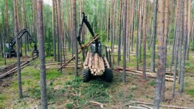 Çam gövdeleri mekanik olarak işleniyor ve istifleniyor.