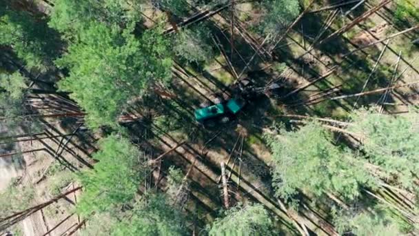 Вид сверху на деревья, вырубленные машиной — стоковое видео