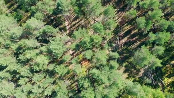 上から見た松の栽培と収穫 — ストック動画