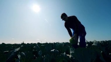 One worker takes cabbage from ground and checks it.