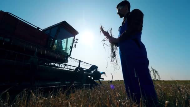 Людина тримає врожай, перевіряючи їх у полі . — стокове відео