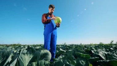 Agriculturist looks at one cabbage, standing on vegetable plantation.