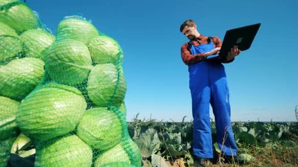 Працівник ферми перевіряє капусту під час набору на ноутбук . — стокове відео