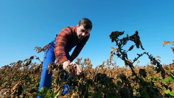 Üniformalı agronomist bir tarlada kuru bitkileri kontrol eder. — Stok video