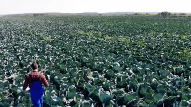 Adam lahana ile bir alanda yürüyor, sebze inceleyerek.