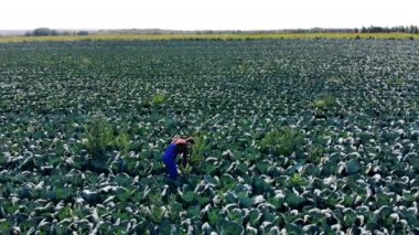 Erkek agronomist lahana ile alan kontrol, dizüstü bilgisayar ile çalışma.