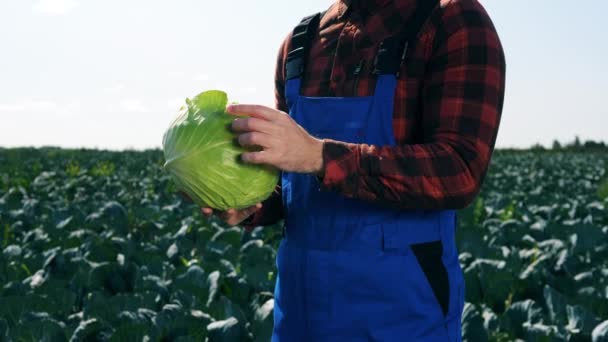 Agricultor detém repolho enquanto está em pé em uma plantação . — Vídeo de Stock