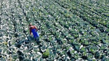 Agronomist lahana tarlasında yürür, sebzeleri kontrol.