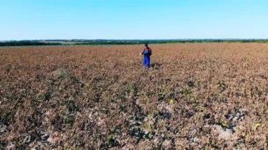 Bir kişi tarlada ölü ekinleri kontrol ediyor..