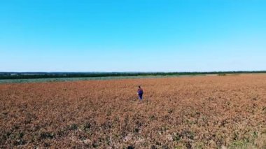 Erkek çiftçi büyük bir tarlada yürüyor, ekinleri kontrol ediyor..