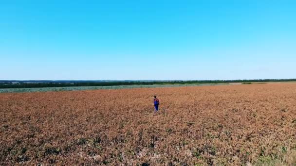 Hombre granjero camina en un gran campo, revisando cultivos . — Vídeo de stock