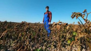 Bir adam kuru ekinlerle tarlayı kontrol eder..