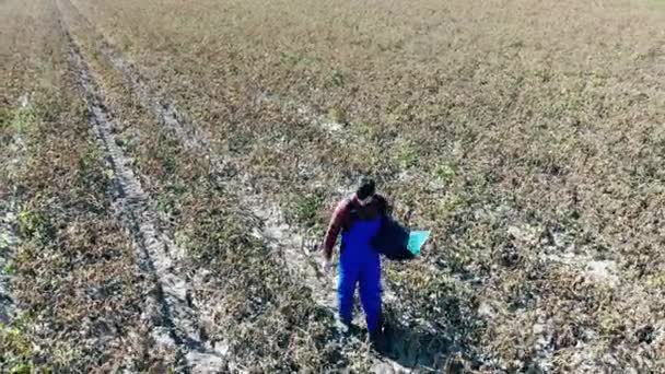 Um trabalhador caminha em um campo, examinando colheitas . — Vídeo de Stock