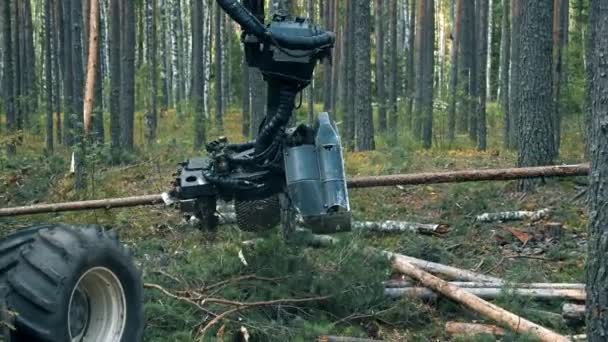 Робочий трактор вирубує дерева в лісі . — стокове відео