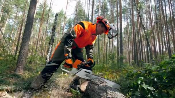 Professional lumberjack cuts tree with a chainsaw. — Stock Video