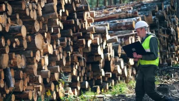 Un hombre mira troncos de árboles en pilas . — Vídeos de Stock